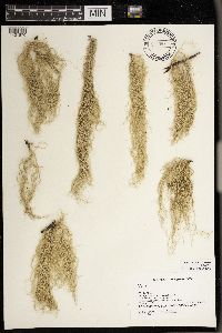 Usnea scabrata image