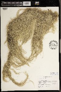 Usnea scabrata image