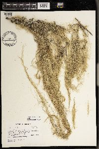 Usnea scabrata image