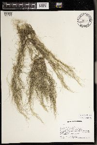 Usnea scabrata image