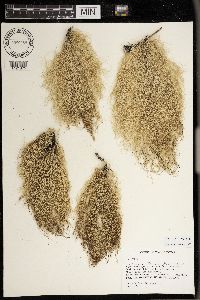Usnea scabrata image