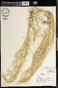 Usnea scabrata image