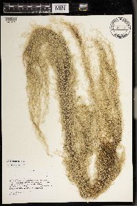 Usnea scabrata image