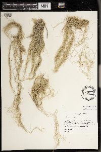 Usnea scabrata image