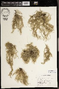 Usnea scabrata image