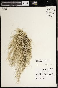 Usnea subfloridana image
