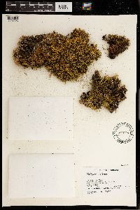 Peltigera rufescens image