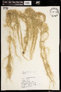 Usnea cavernosa image
