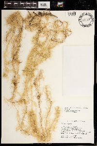 Usnea longissima image
