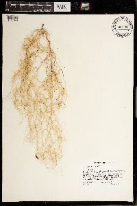 Usnea scabrata image