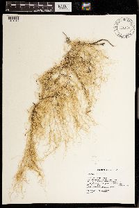 Usnea scabrata image