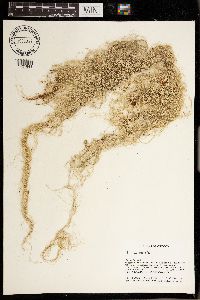 Usnea scabrata image