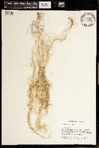 Usnea scabrata image