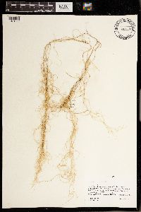 Usnea scabrata image