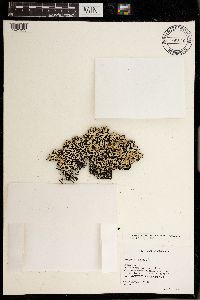 Hypogymnia apinnata image