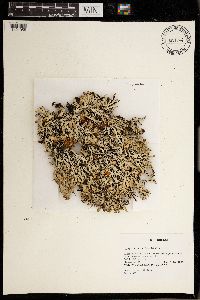 Hypogymnia apinnata image