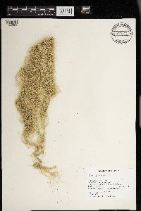 Usnea cavernosa image