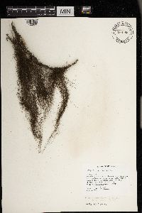 Bryoria fuscescens f. fuscescens image