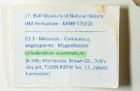 Liriodendron acuminatum image