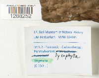 Stigmaria ficoides image