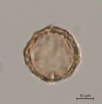 Celtis occidentalis image