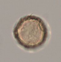 Celtis occidentalis image