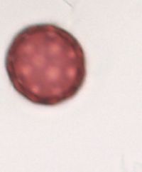 Chenopodium pratericola image