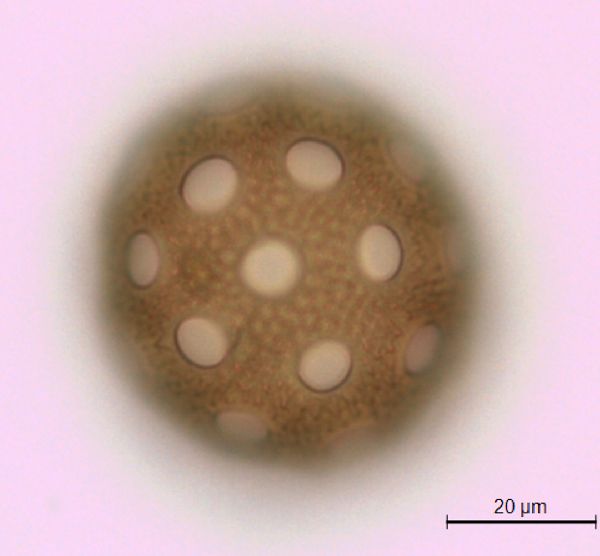 Agrostemma githago image