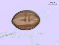 Toxicodendron rydbergii image