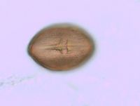 Toxicodendron rydbergii image