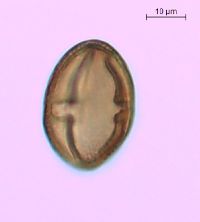 Toxicodendron rydbergii image