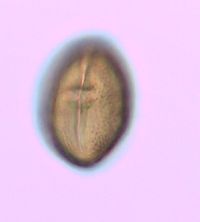 Toxicodendron rydbergii image