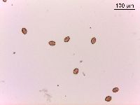 Toxicodendron rydbergii image