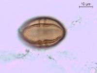 Toxicodendron rydbergii image