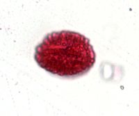 Ilex verticillata image