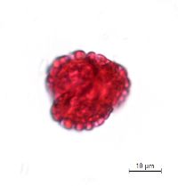 Ilex verticillata image