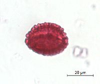 Ilex verticillata image