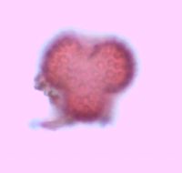 Ilex mucronata image