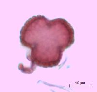 Ilex mucronata image