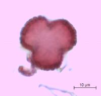 Ilex mucronata image