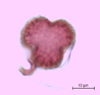 Ilex mucronata image