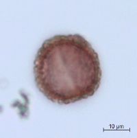 Ilex mucronata image