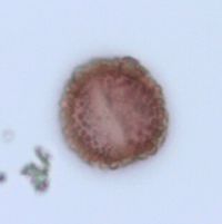 Ilex mucronata image