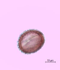 Ilex mucronata image