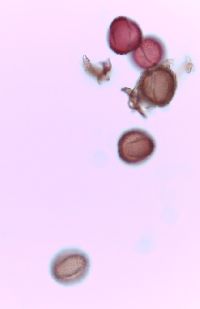 Ilex mucronata image