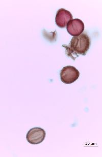 Ilex mucronata image