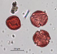 Celastrus scandens image