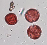 Celastrus scandens image