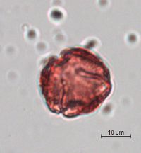 Celastrus scandens image