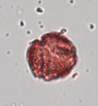 Celastrus scandens image